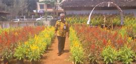 Taman Bunga Celosia Spot foto Selfie   