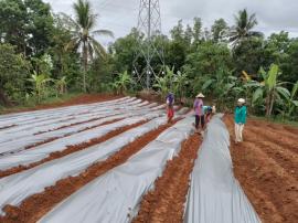 Penanaman budidaya cabe rawit di Gogorpark