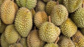 Buah Durian sudah mulai bermunculan