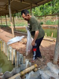 Budidaya ikan Nila di Padukuhan Baran