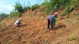 Budidaya Lidah Buaya di Padukuhan Waduk