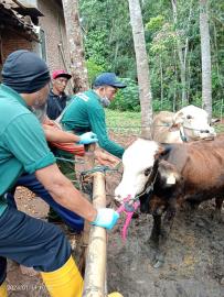 VAKSINASI HEWAN TERNAK KALURAHAN SALAM