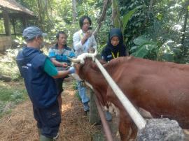 YANDUWAN PADUKUHAN GUNUNGMANUK