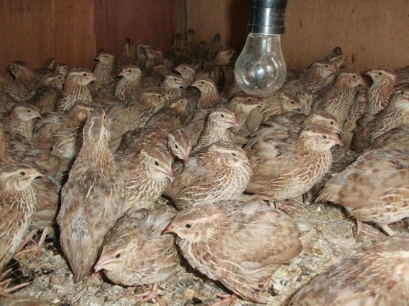 BETERNAK BURUNG PUYUH BAGI PEMULA